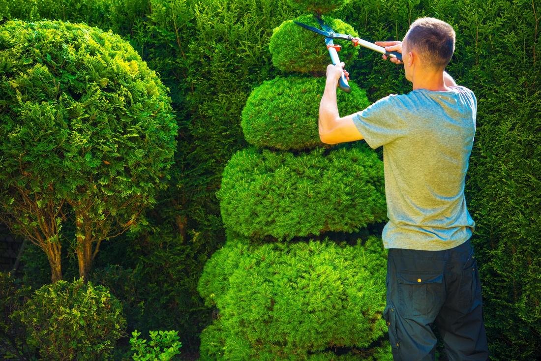 Tree Trimming Service In Mcallen Tx Rgv Cleaning Company